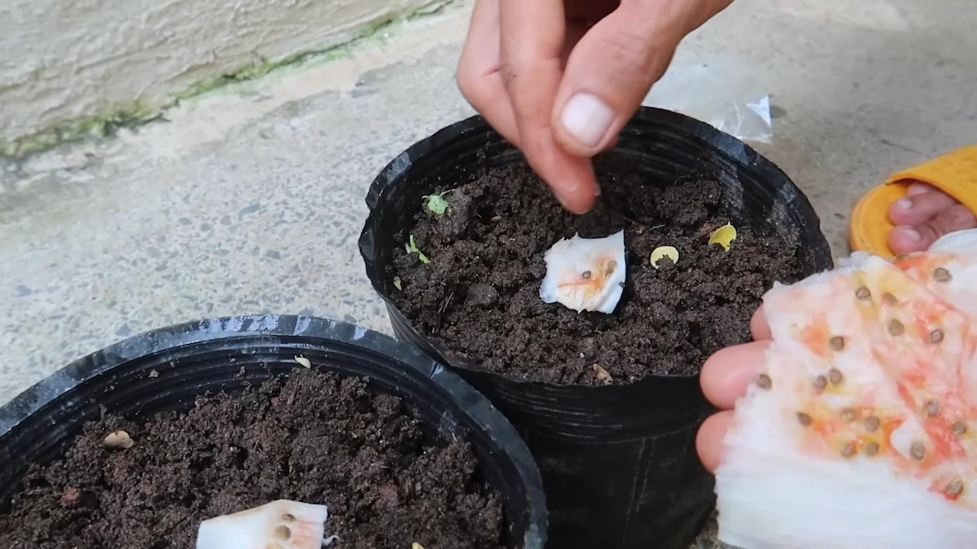 Lazy indoor tomato growing