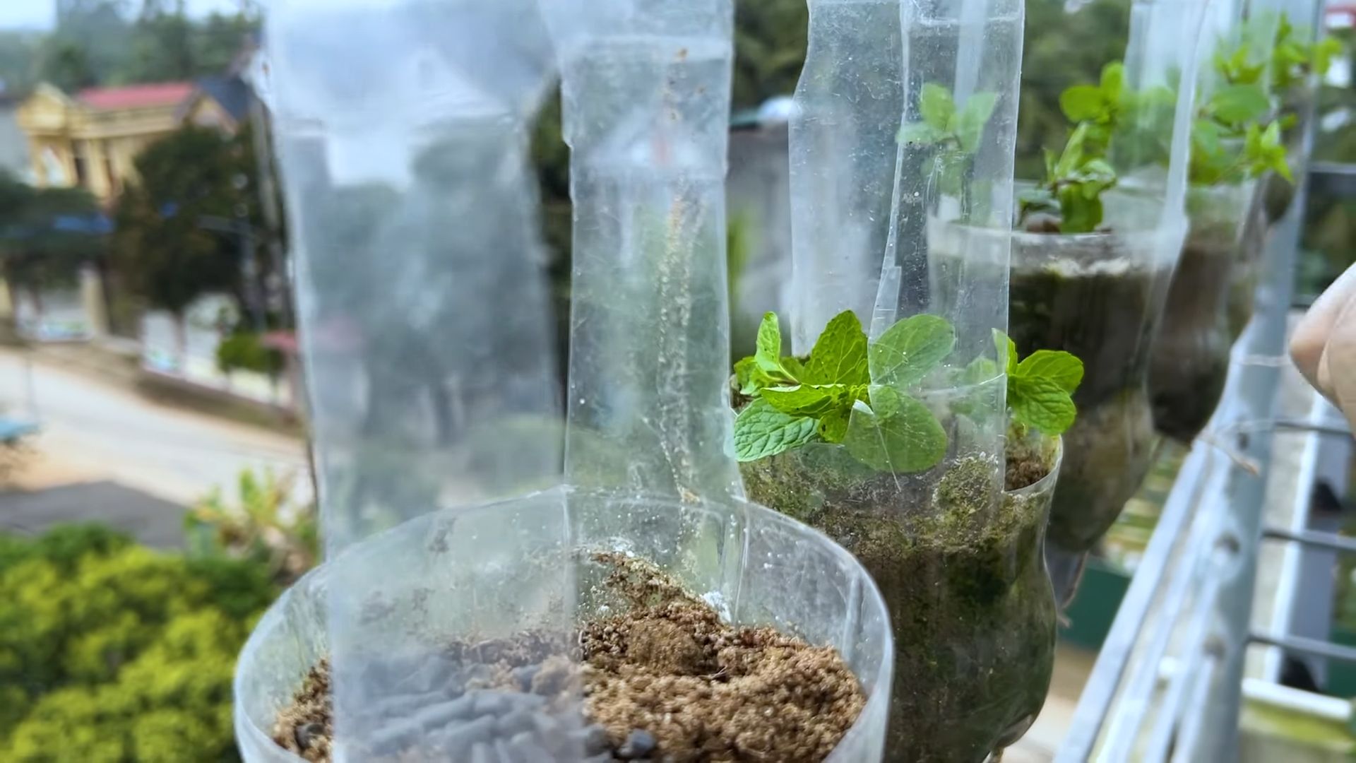Balcony mint growing tips