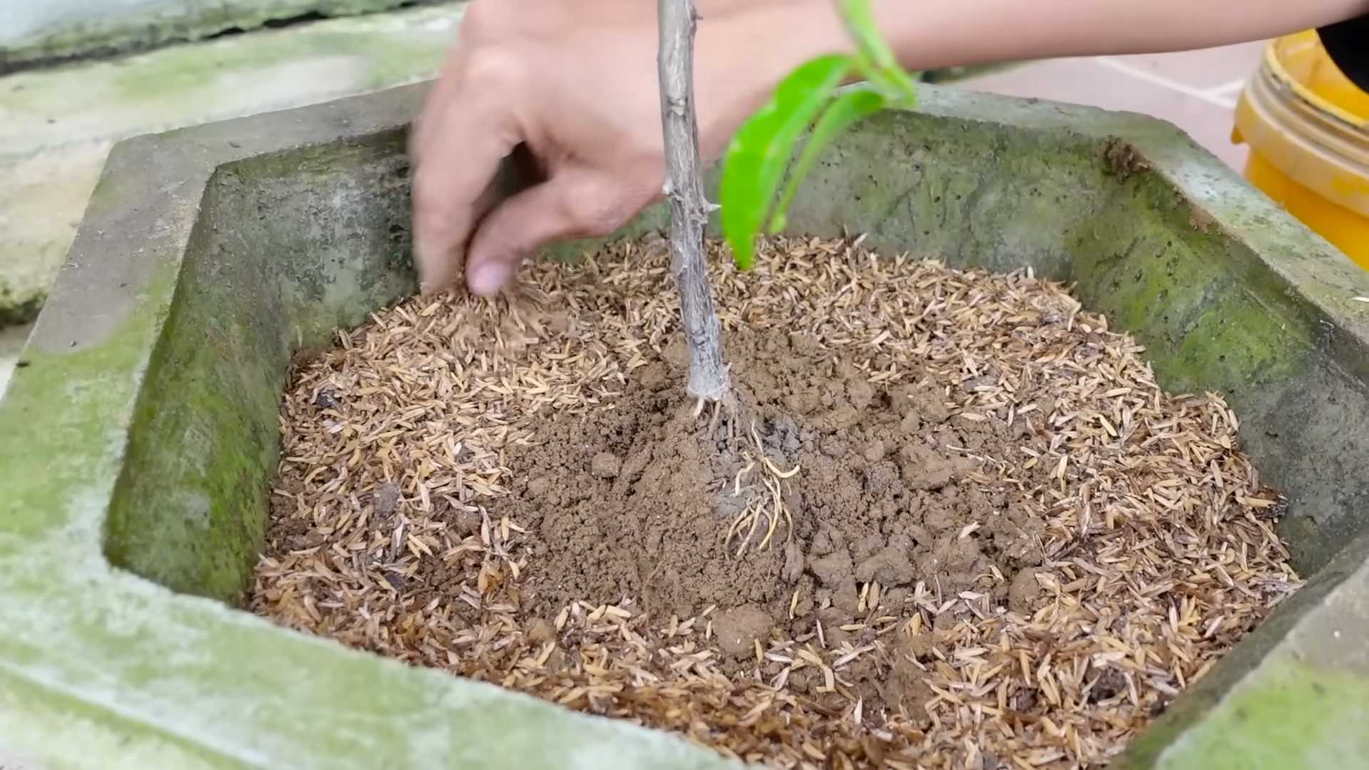 Container Kalamansi Growing Tips