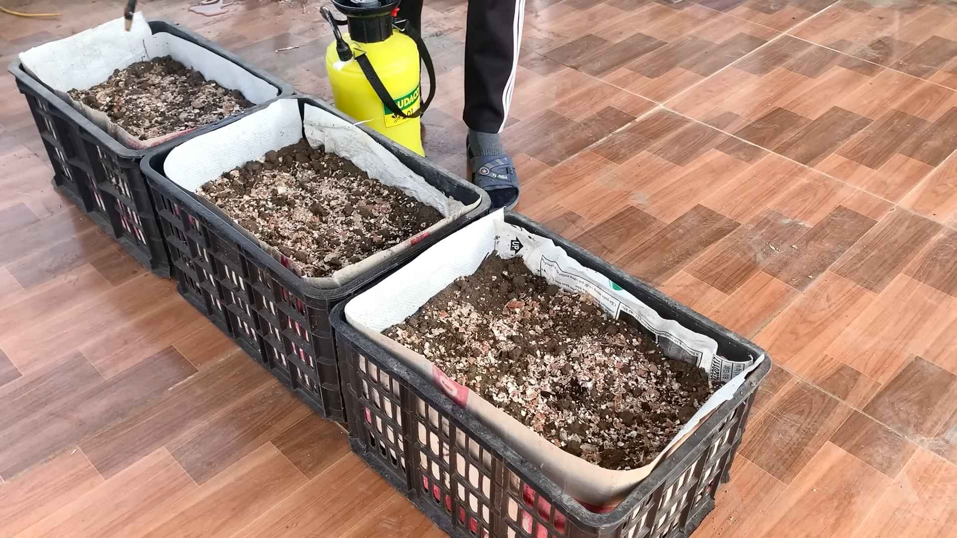 Rooftop Asparagus Gardening