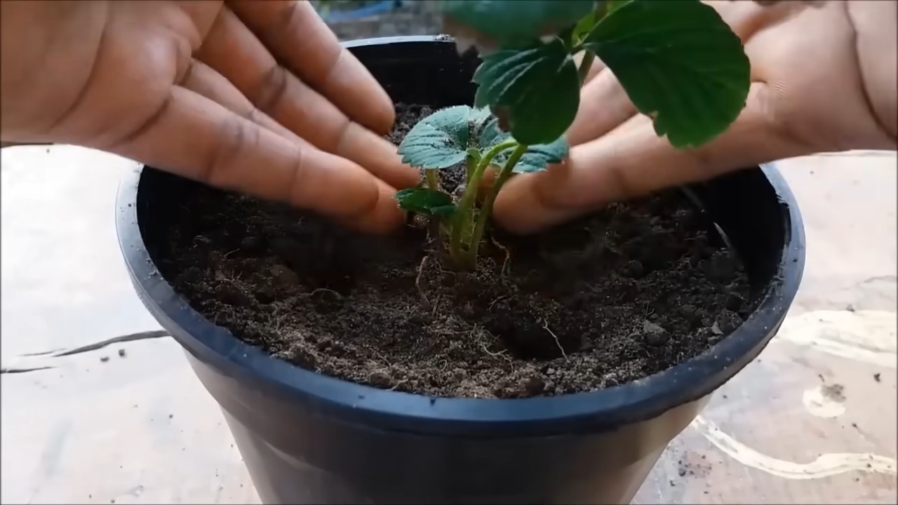 Grow Strawberries at Home