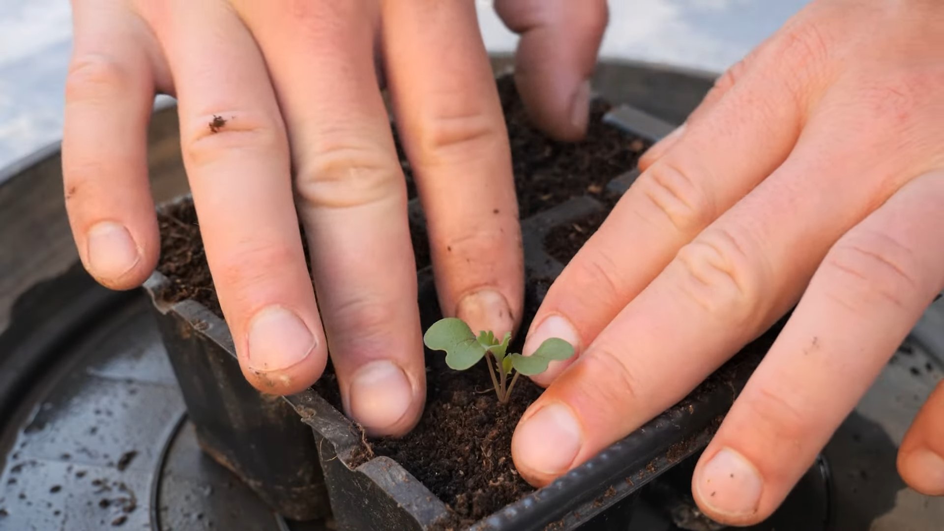 Growing Kale at Home