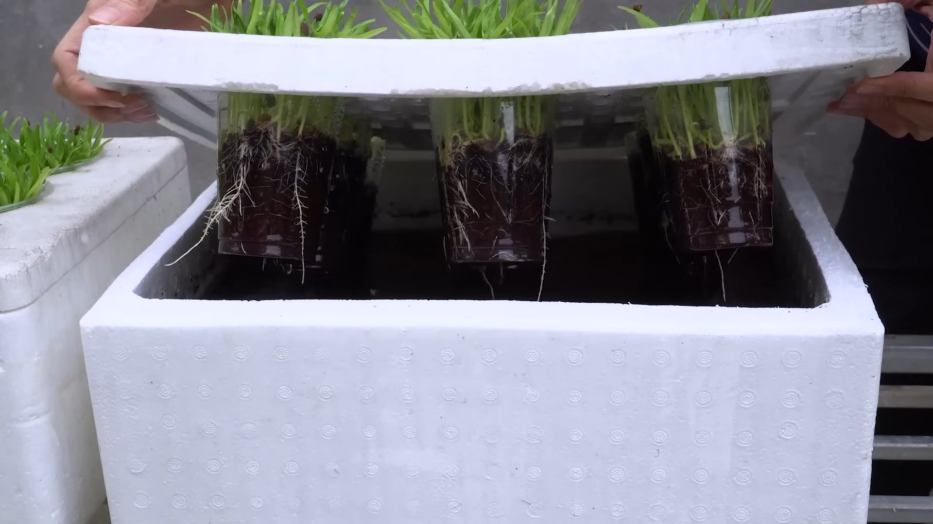 Growing Water Spinach Easily