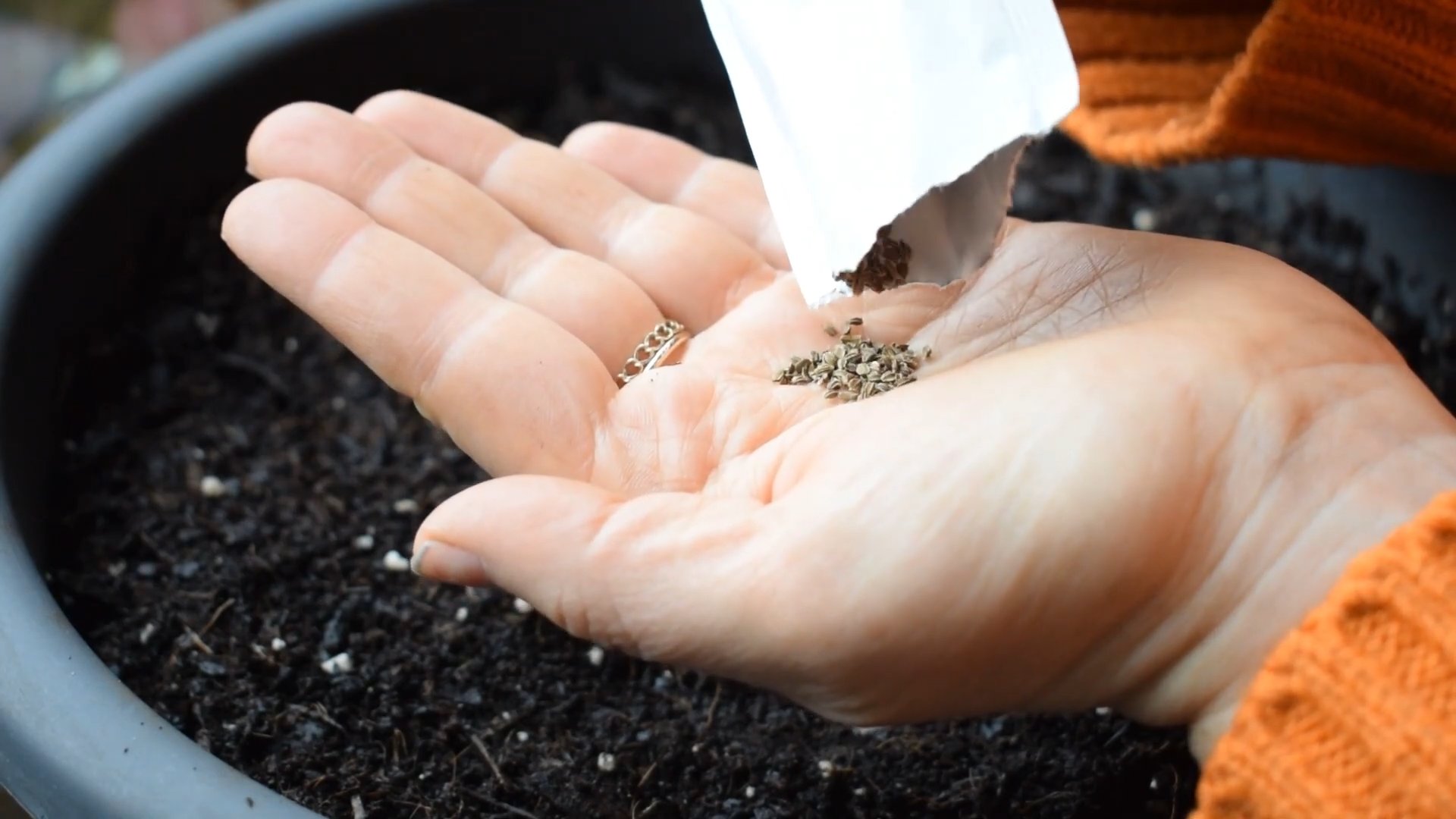 Grow Mini Carrots Home