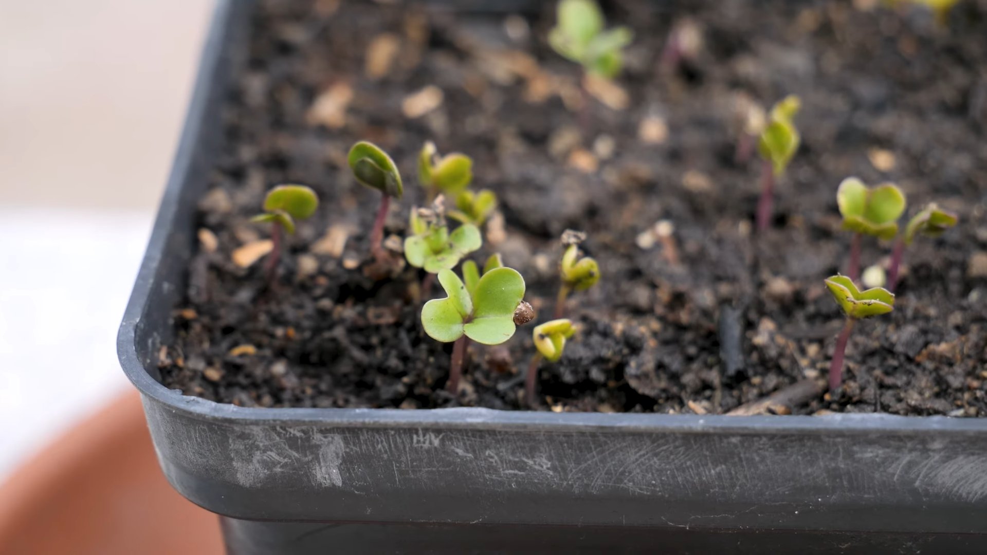 Grow Jumbo Rutabagas