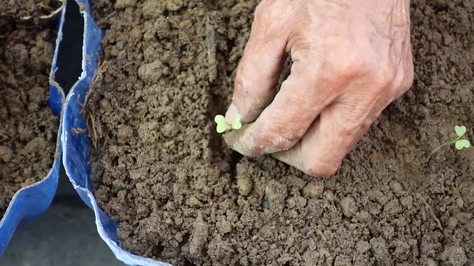 Bok Choy Home Gardening