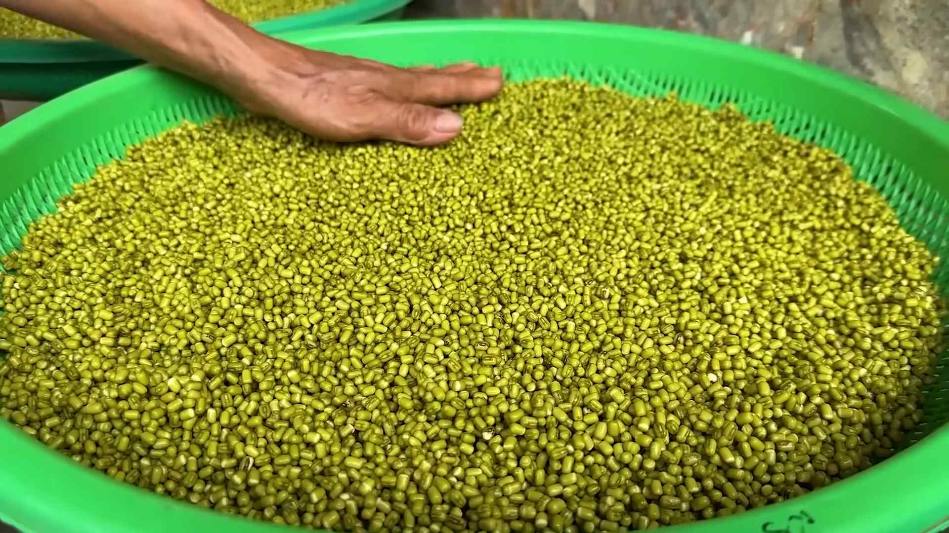 Grow Bean Sprouts Indoors