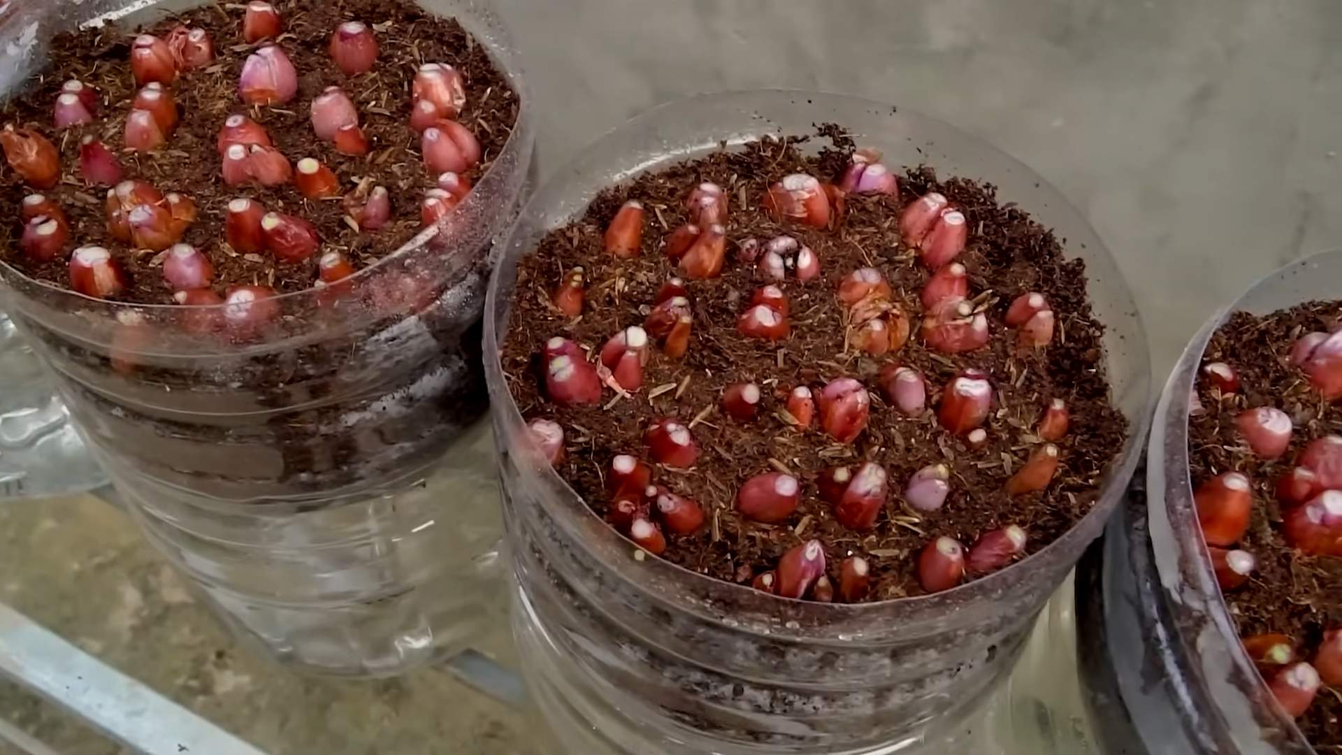 Regrow Green Onions at Home