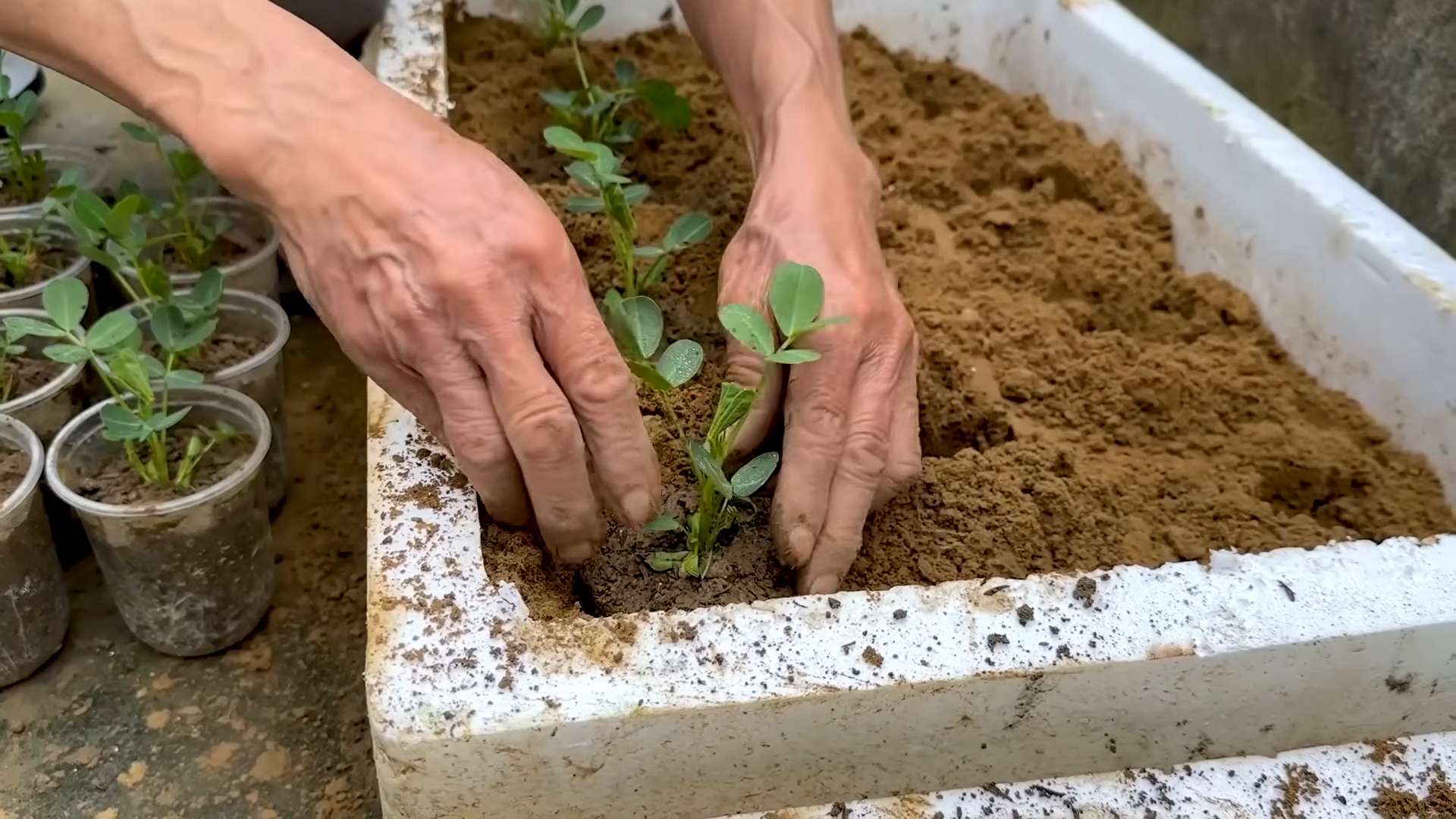 Zucchini Growing Season Extension