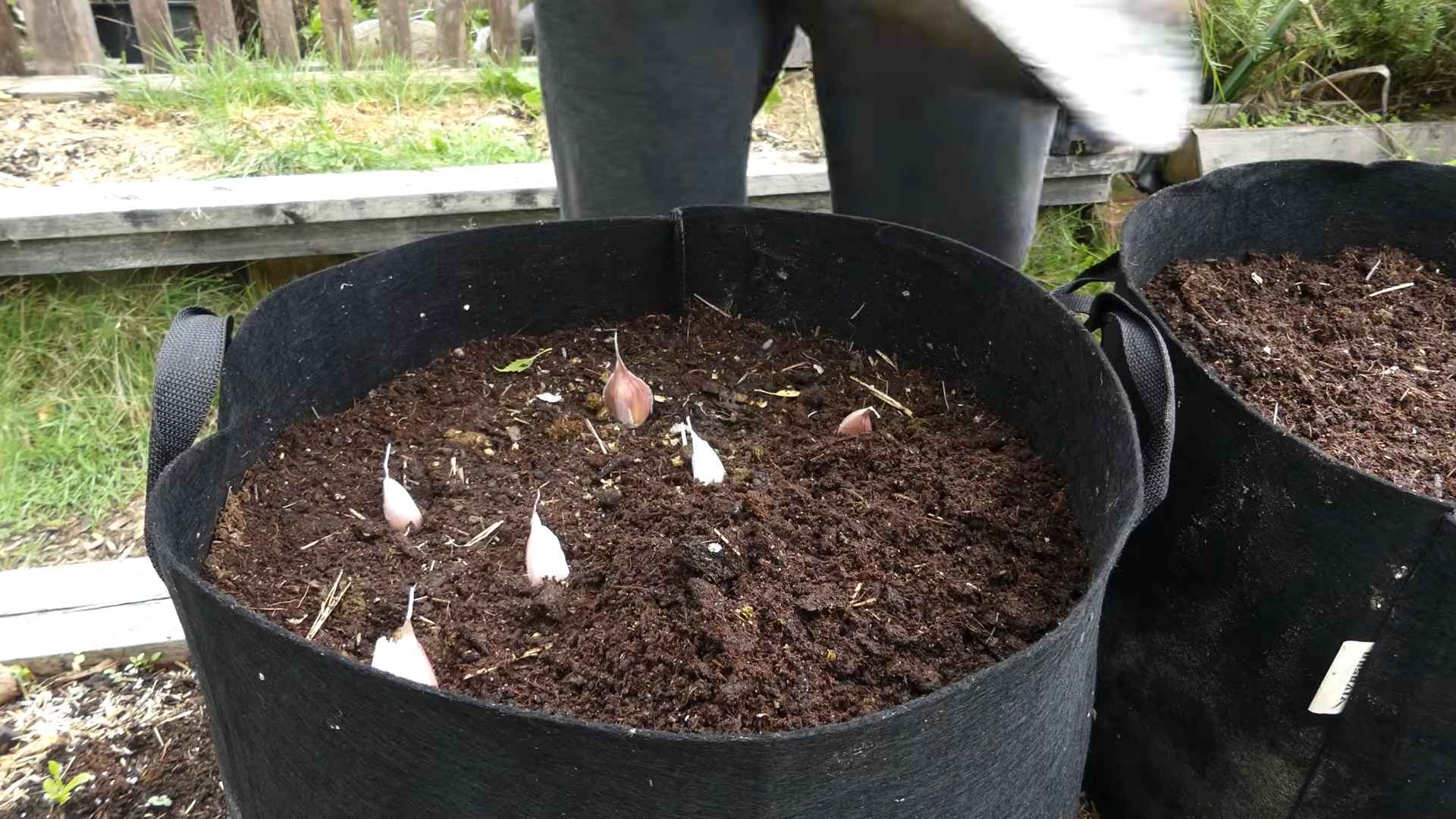 Planting Garlic Cloves at Home