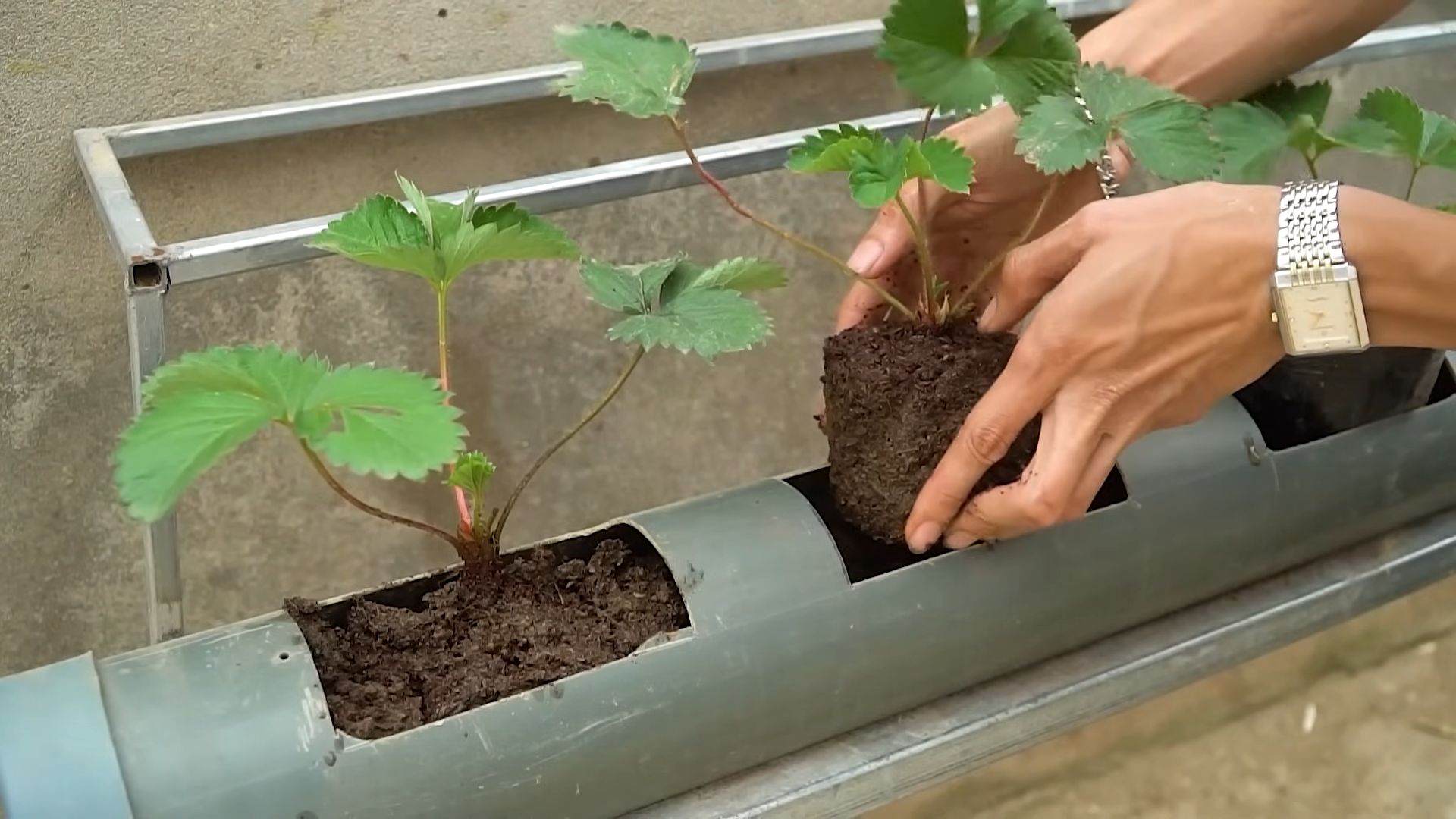 Lazy Strawberry Growing