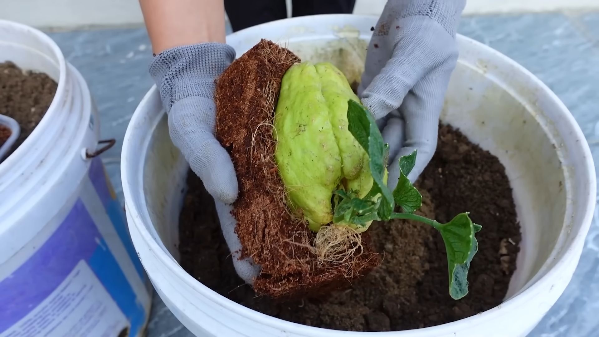 Grow Chayote Terrace