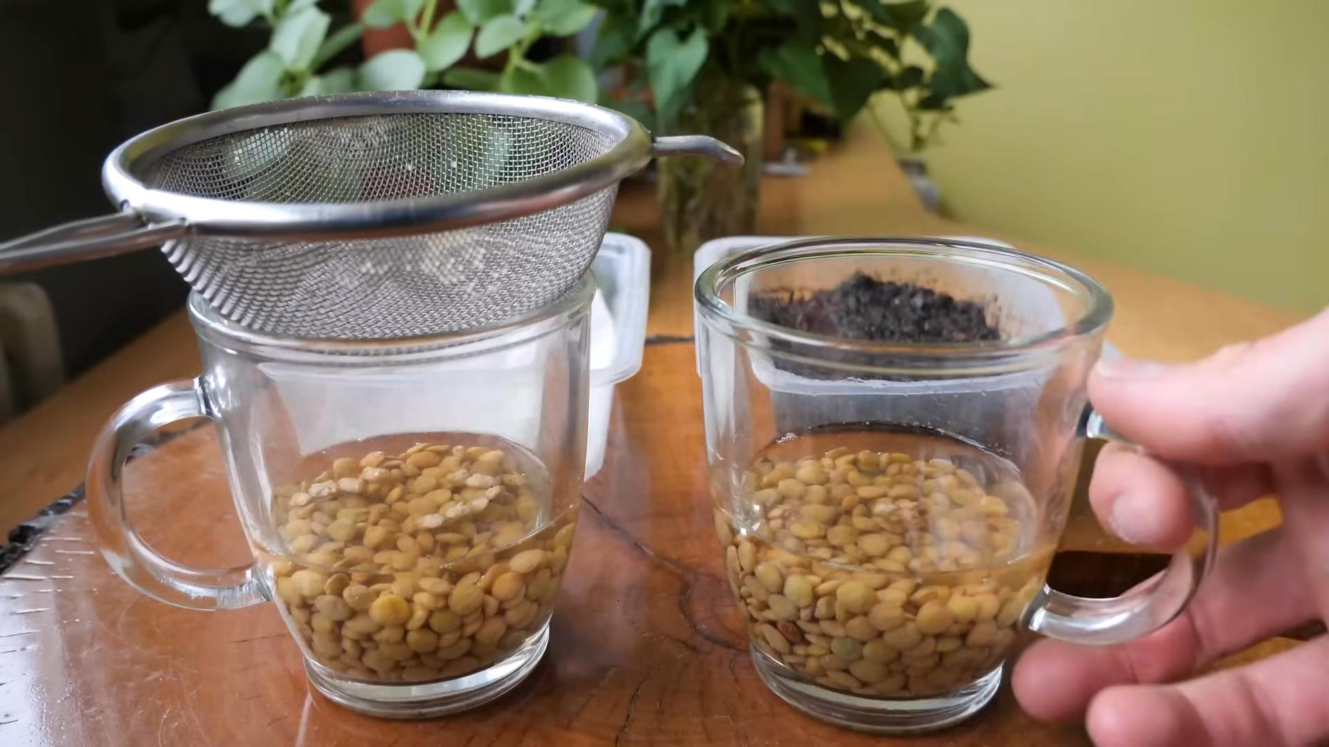 Grow Microgreens at Home