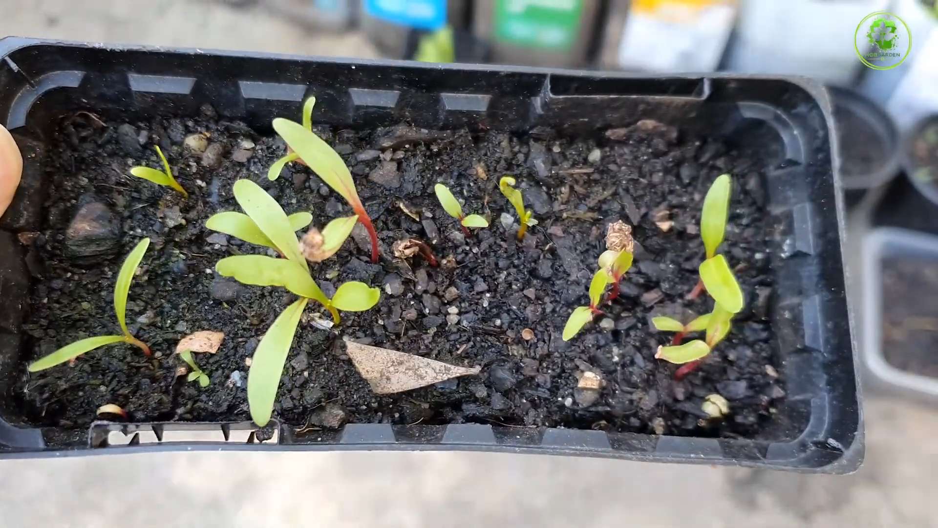 Swiss Chard Indoor Gardening