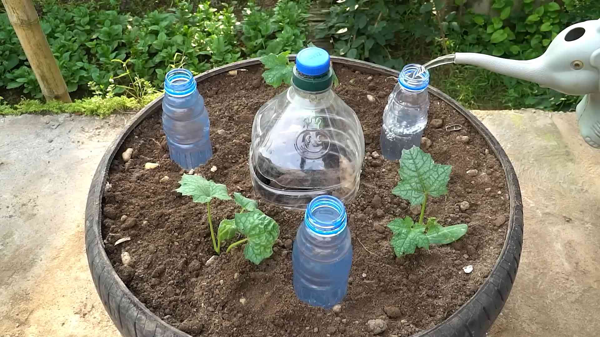 Grow Sponge Gourd Indoors