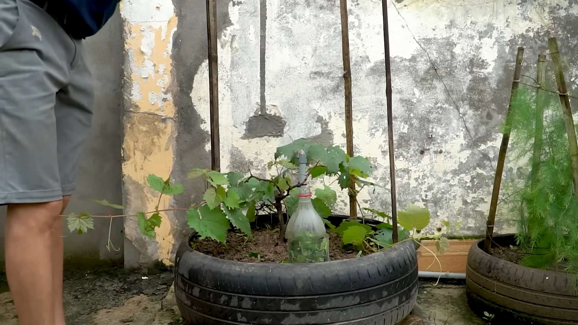 DIY Grape Growing Tire Pot