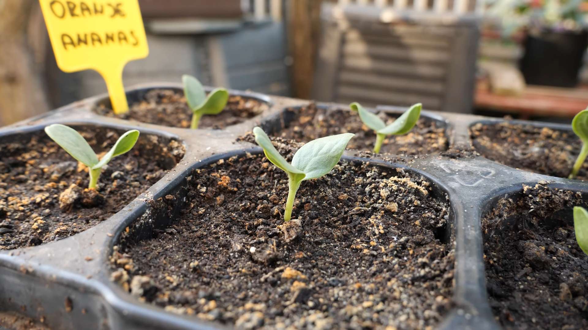 Grow Ananas Melons at Home