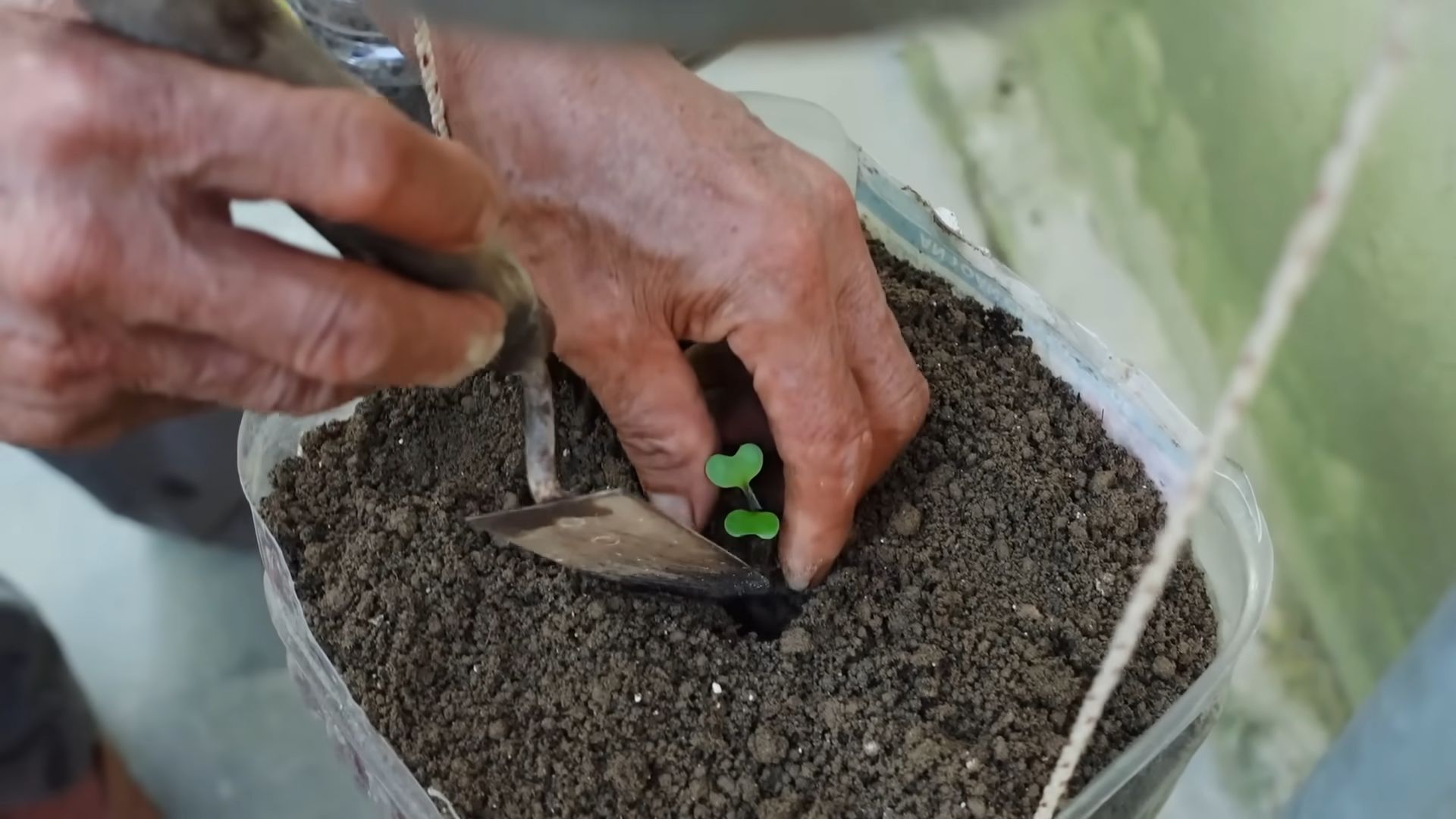 Hanging Cabbage Container Garden