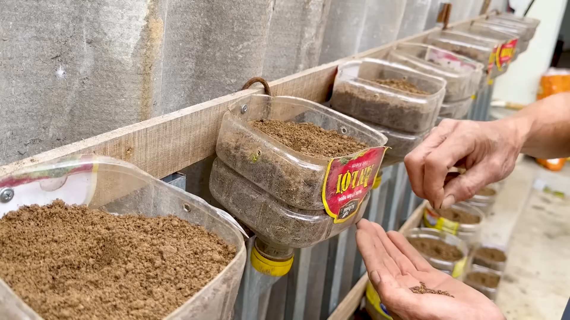 Kale Bottle Gardening