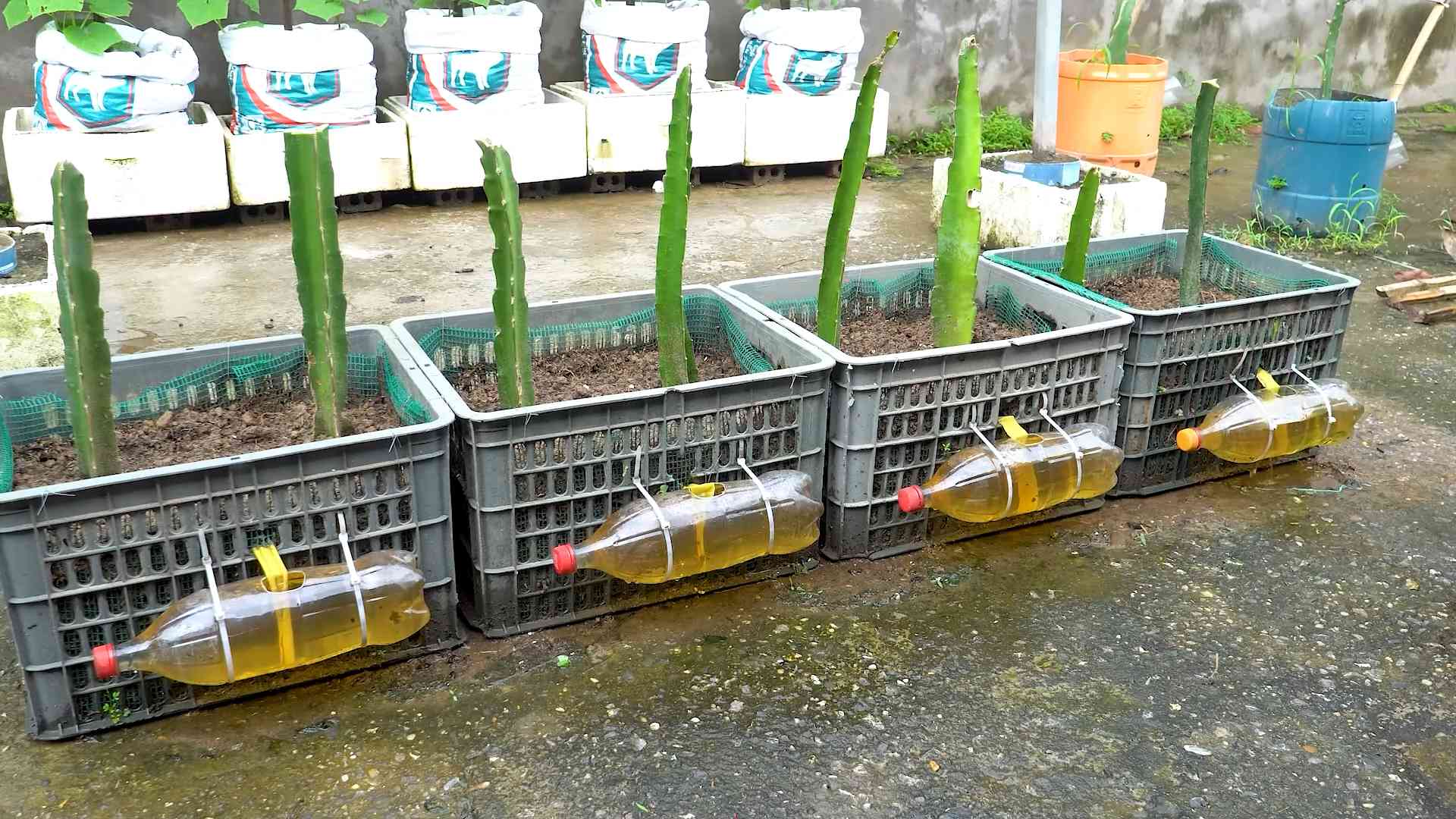 Grow Red Dragon Fruit