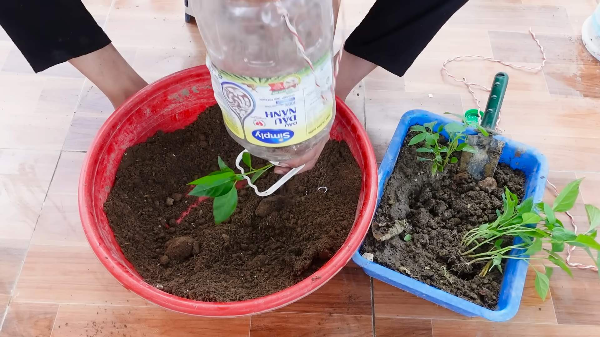 Bottle garden chili hack