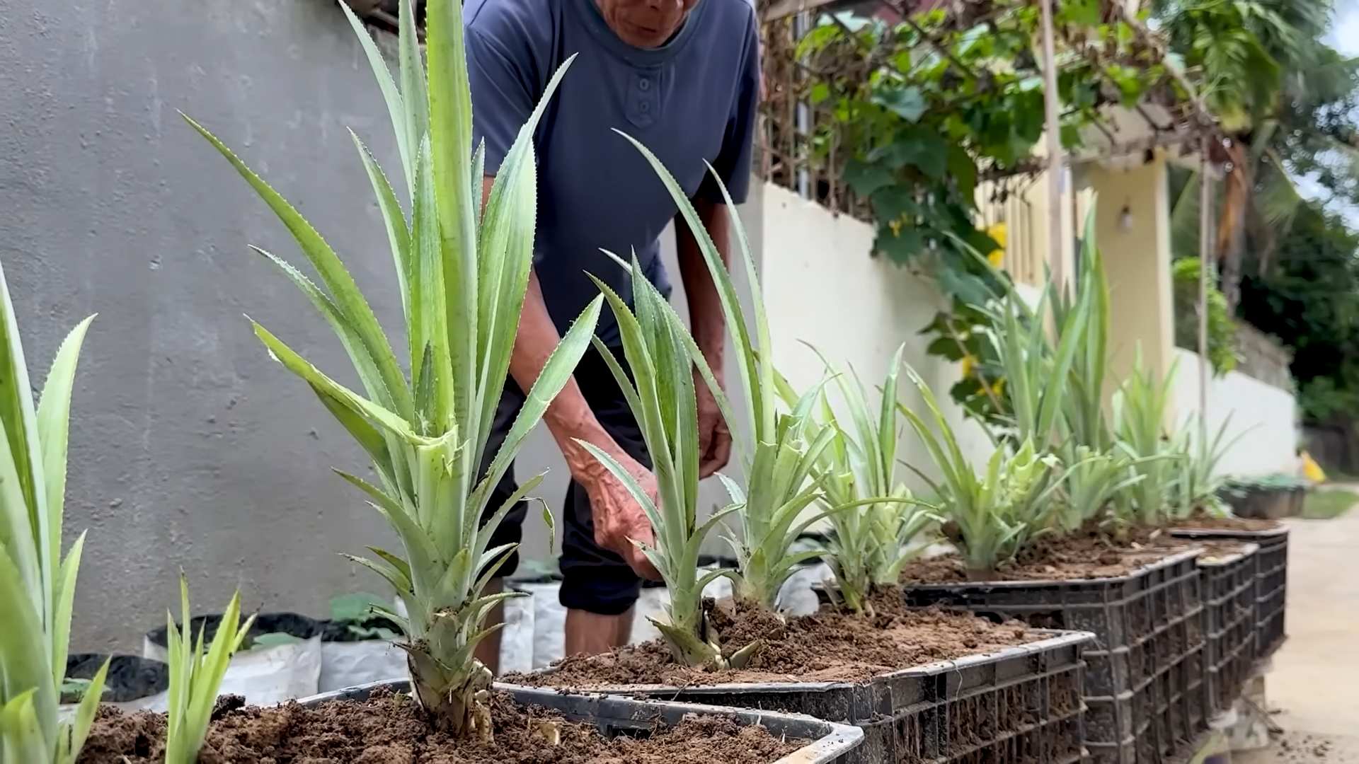 Grow pineapple at home