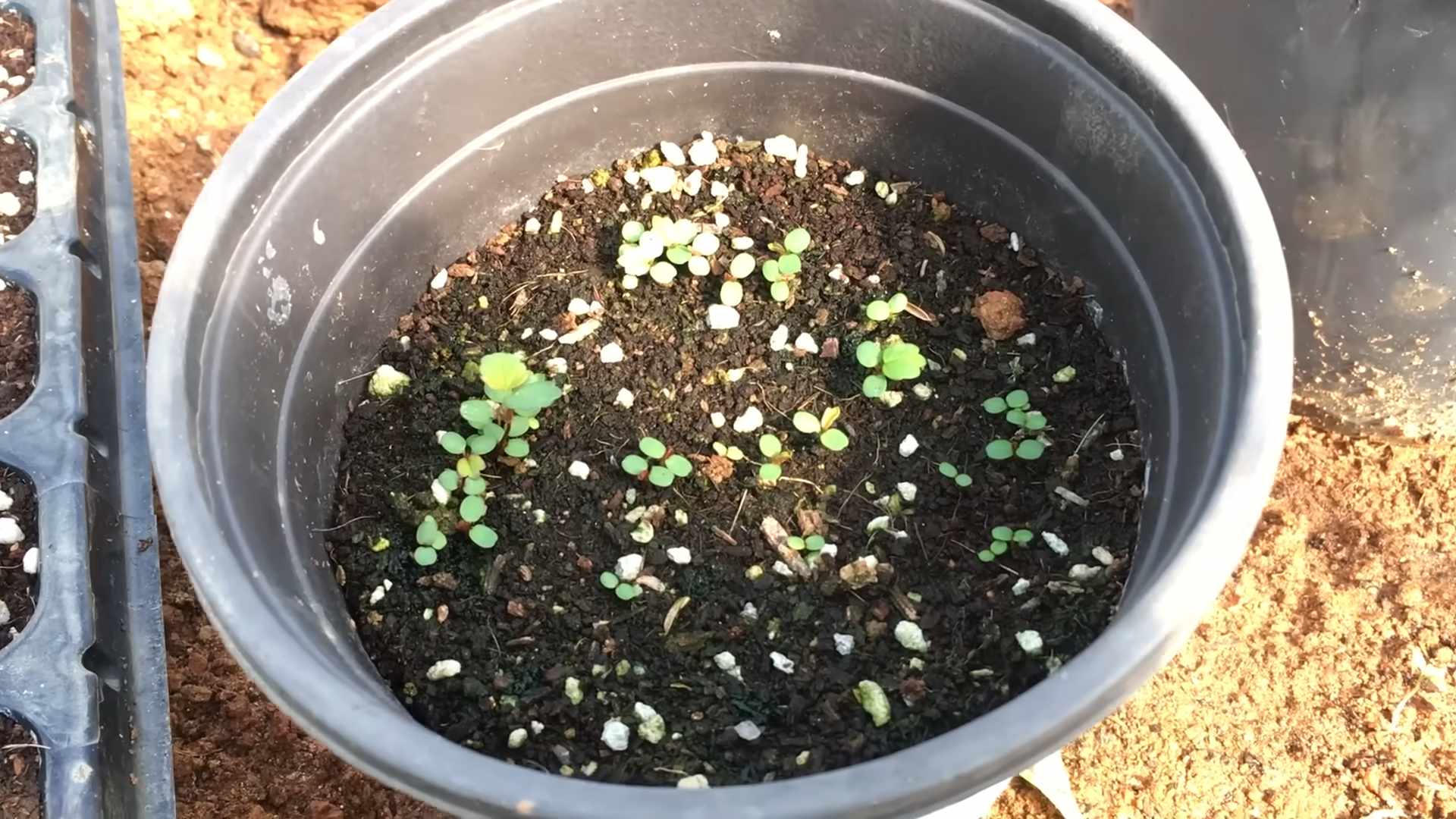 DIY Strawberry Growing