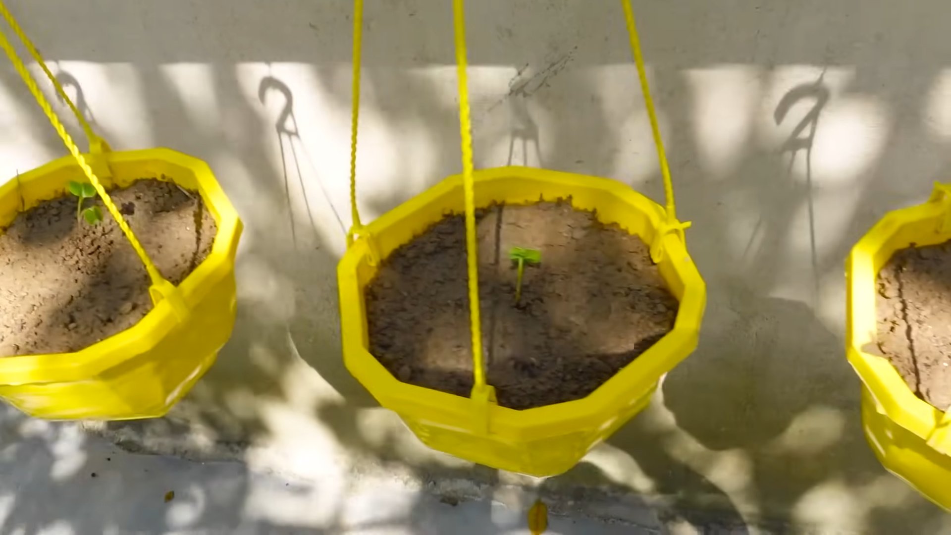 Growing Pink Radishes