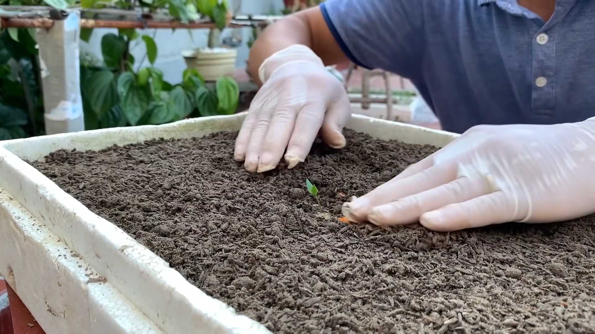 Chili plant home gardening tips