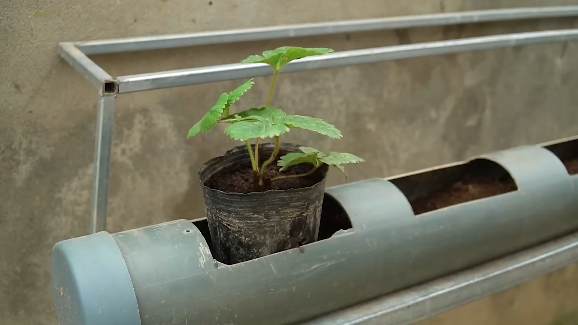 Grow Strawberries at Home