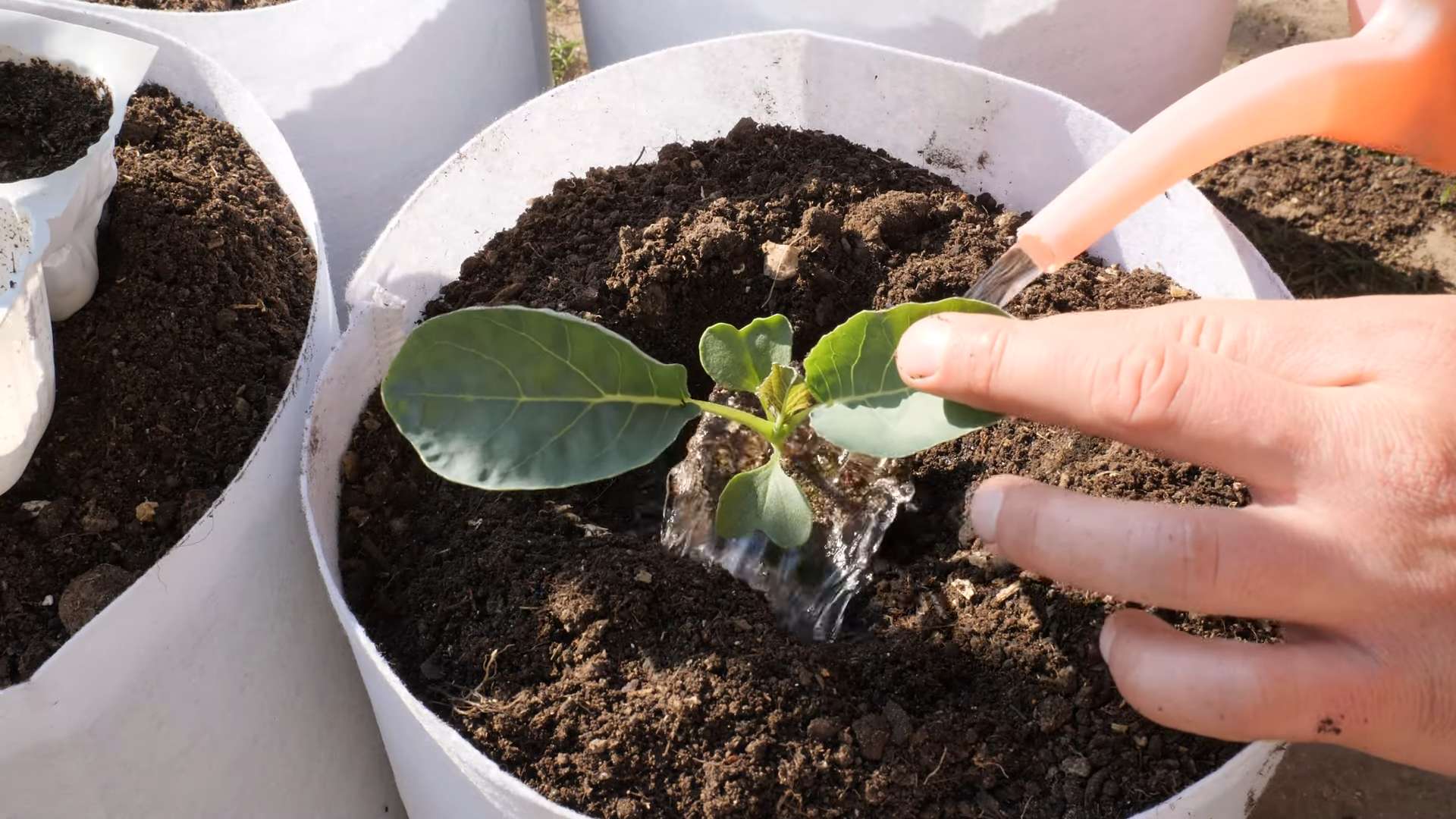 Grow Cauliflower at Home