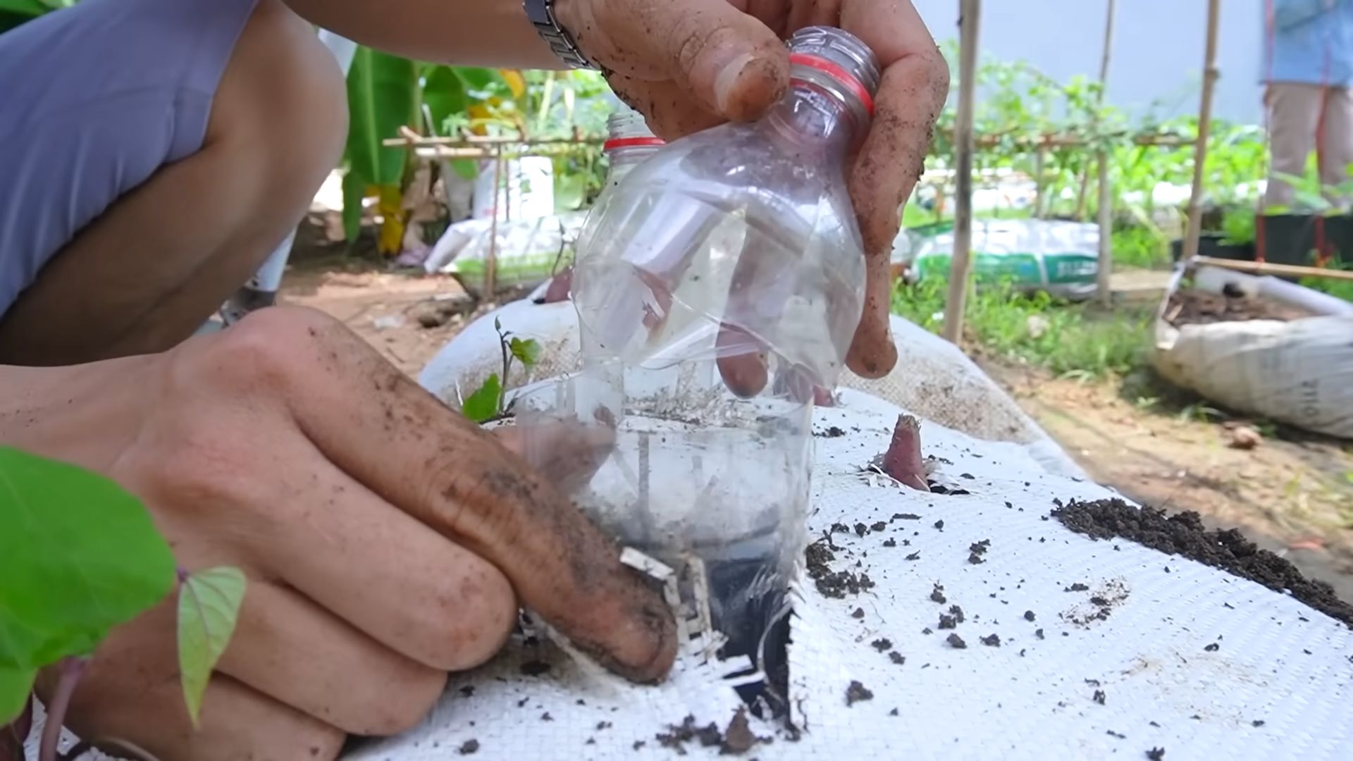Growing Sweet Potatoes in Bags