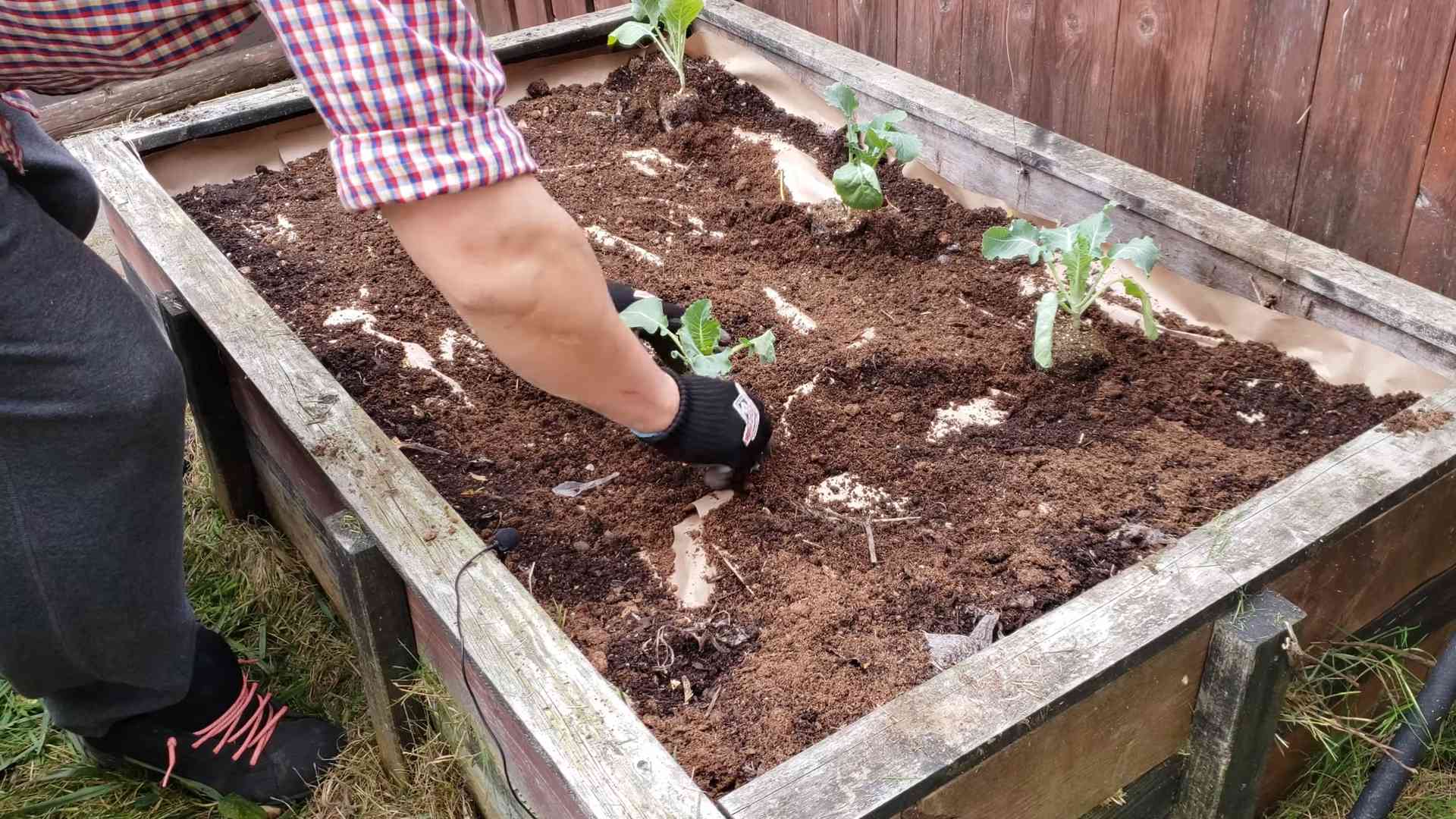 Growing Cauliflower at Home
