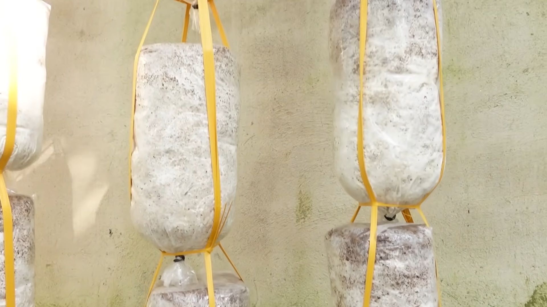 Grow Mushrooms Indoors Easily