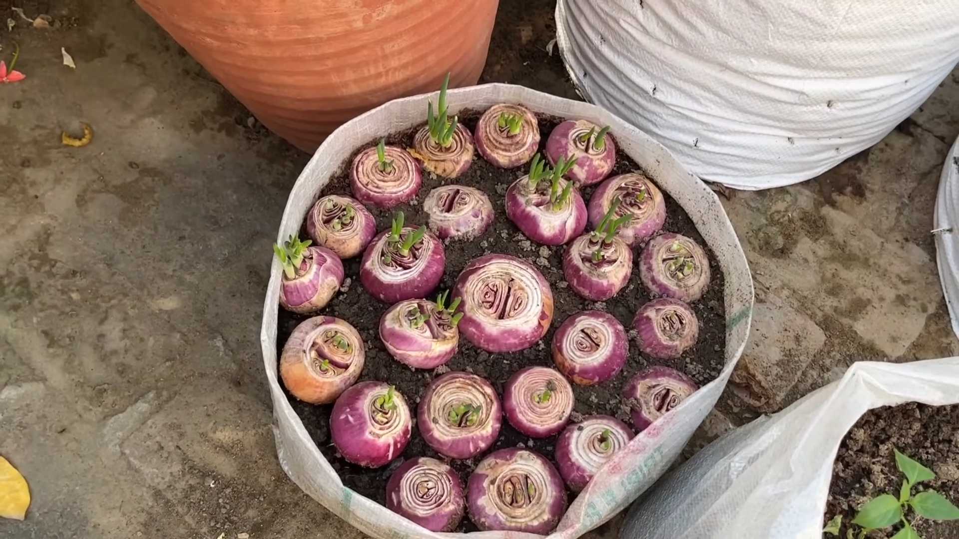 Grow Onions at Home
