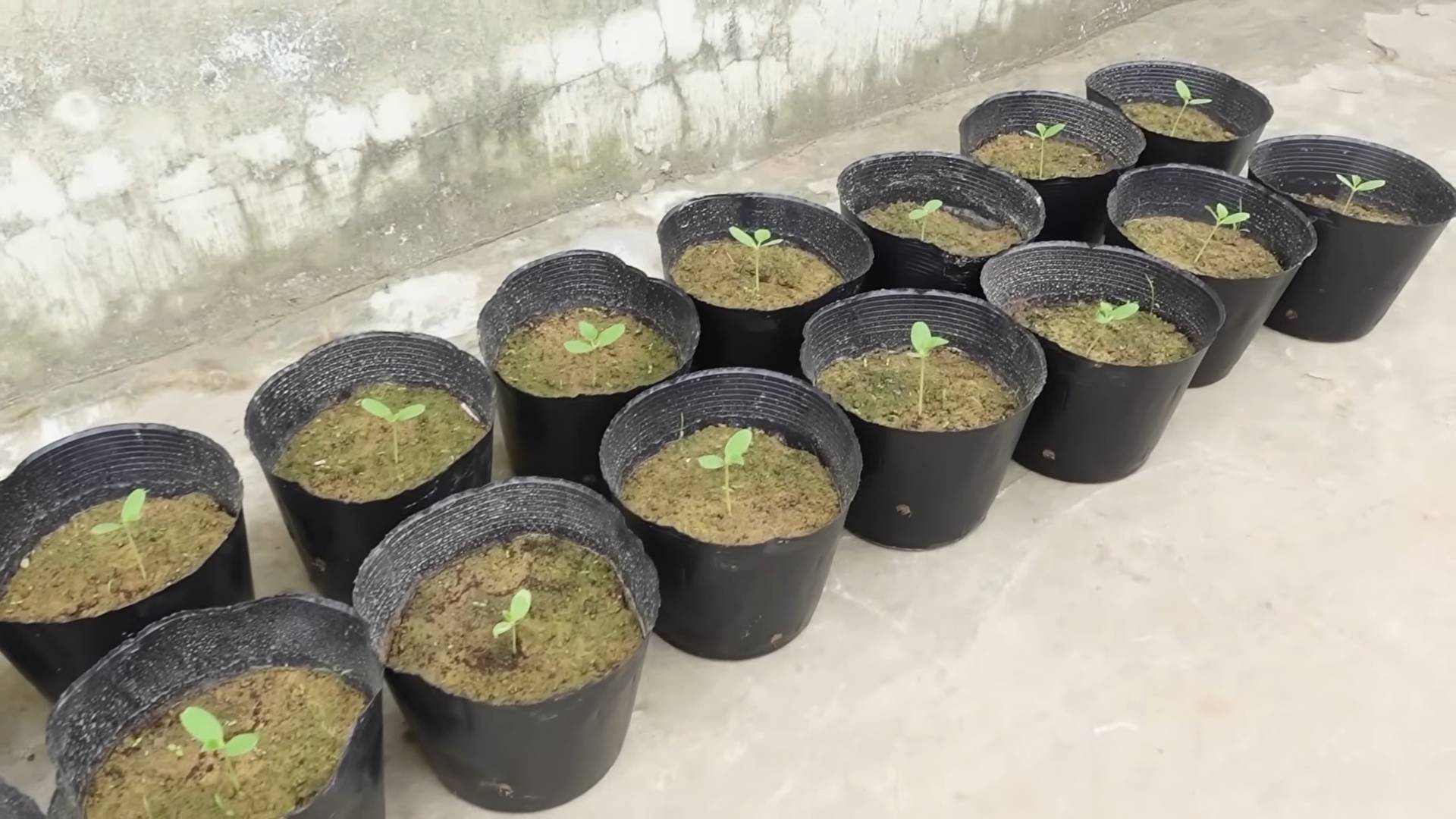 Planting Harvesting Melons