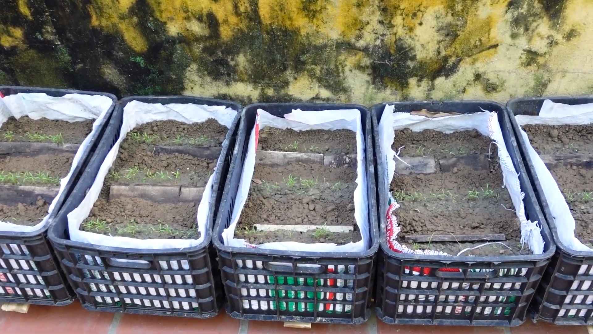 Grow Abundant Carrots