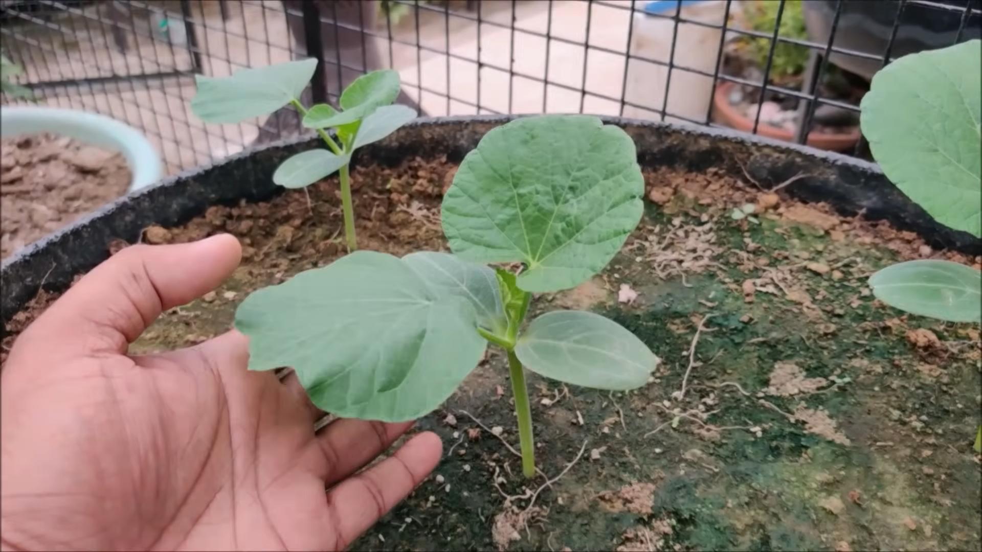 Growing gourds at home