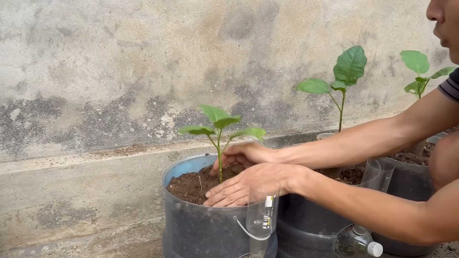 Grow Eggplants Faster