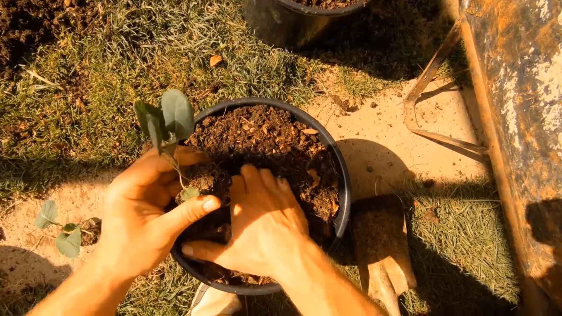 Grow Brussels Sprouts Containers