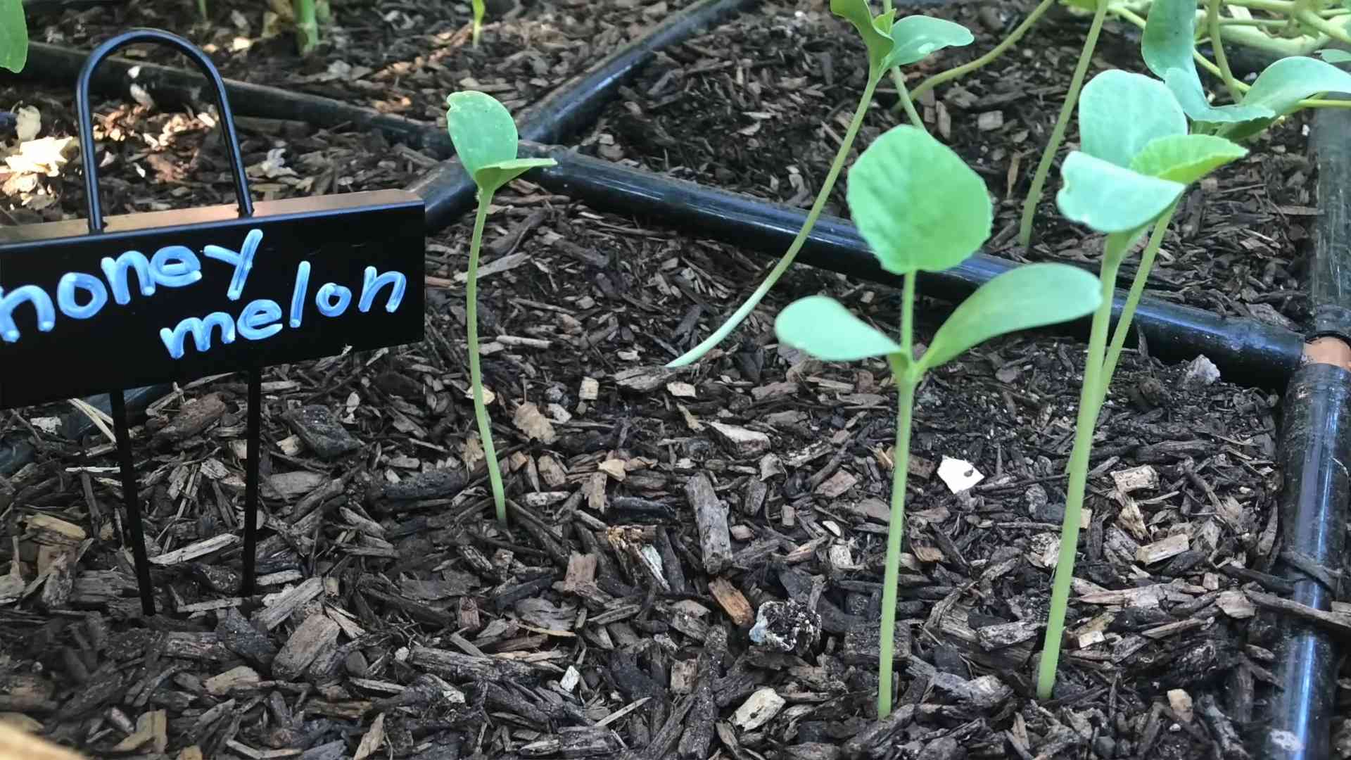Cantaloupe harvest tips