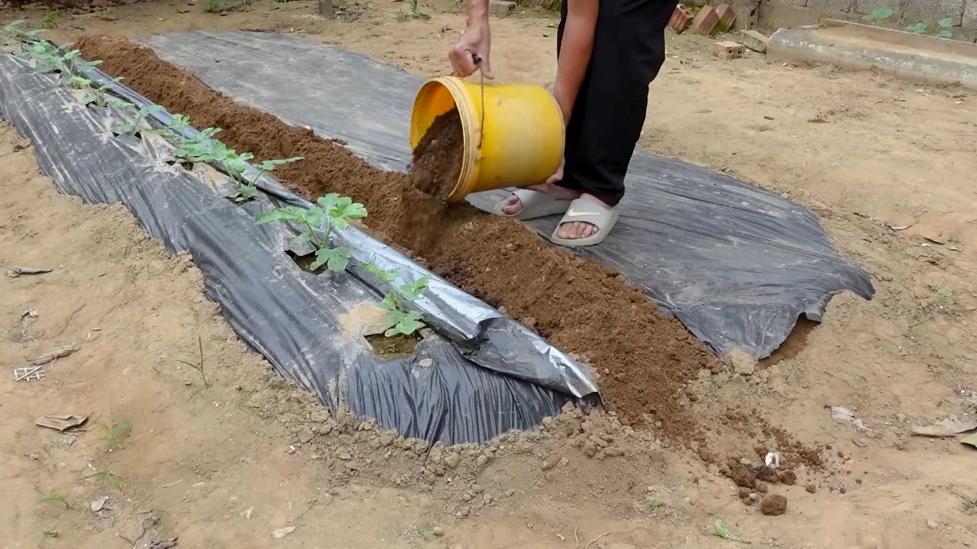 Backyard Watermelon Growing