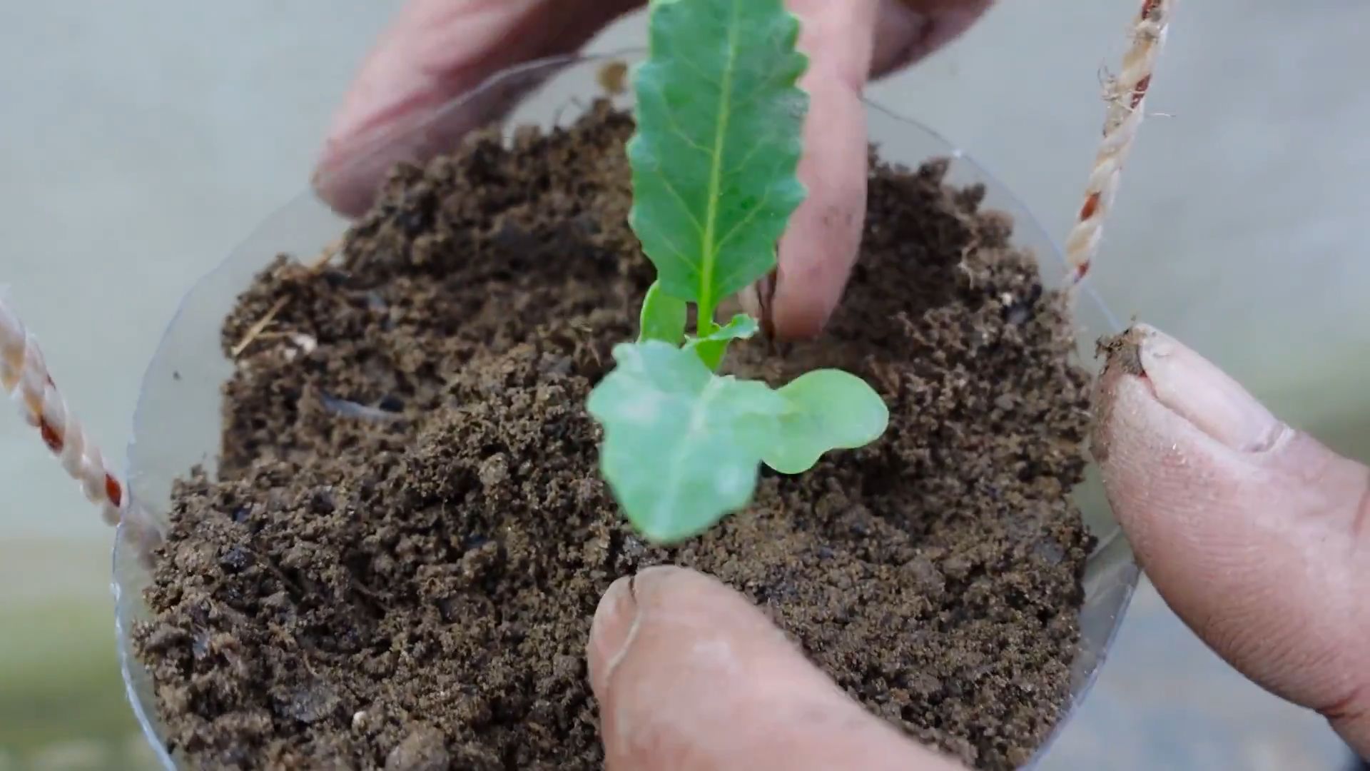 Grow Kohlrabi