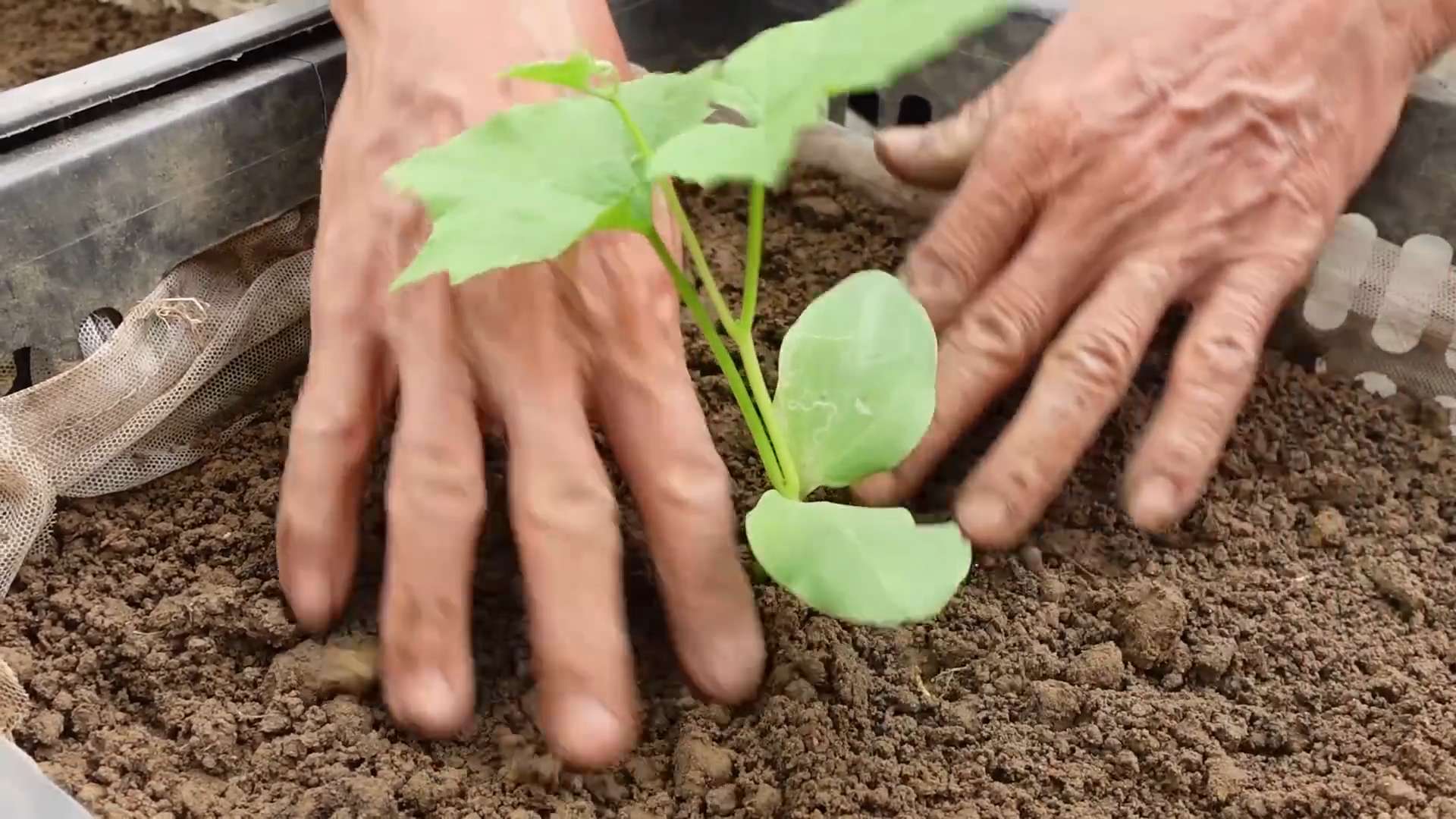 Vertical Luffa Garden