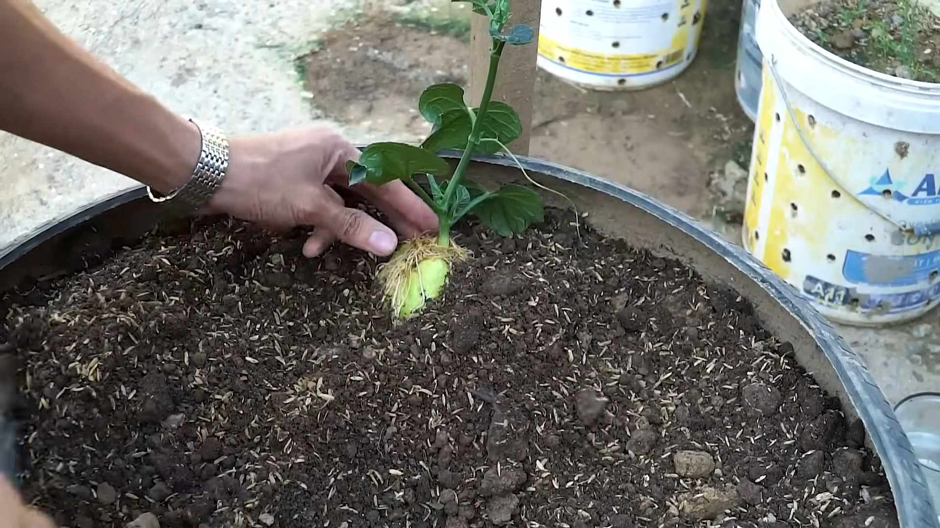 Growing Potatoes in Bags