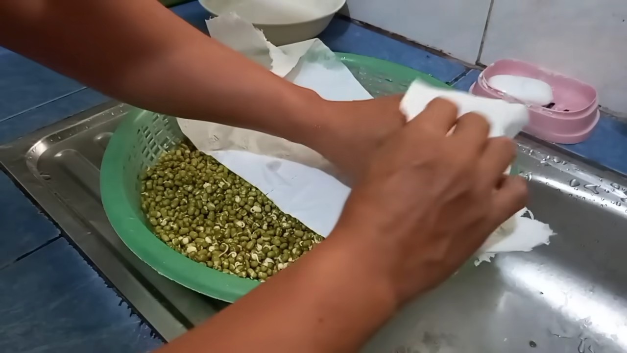 Mung Bean Sprouts at Home