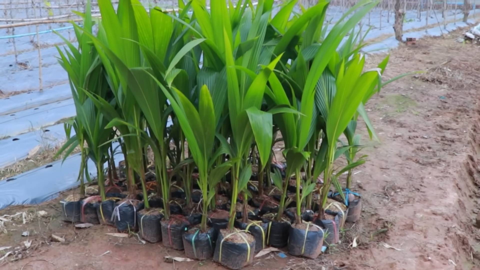 Growing Coconut Trees