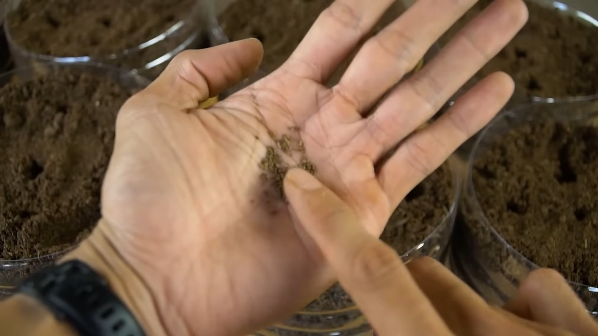 Grow Celery Indoors Easily