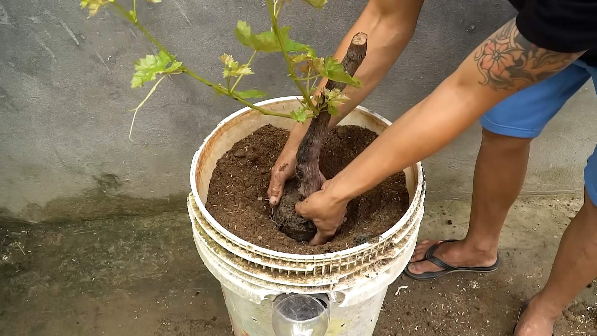 Grape Growing Techniques