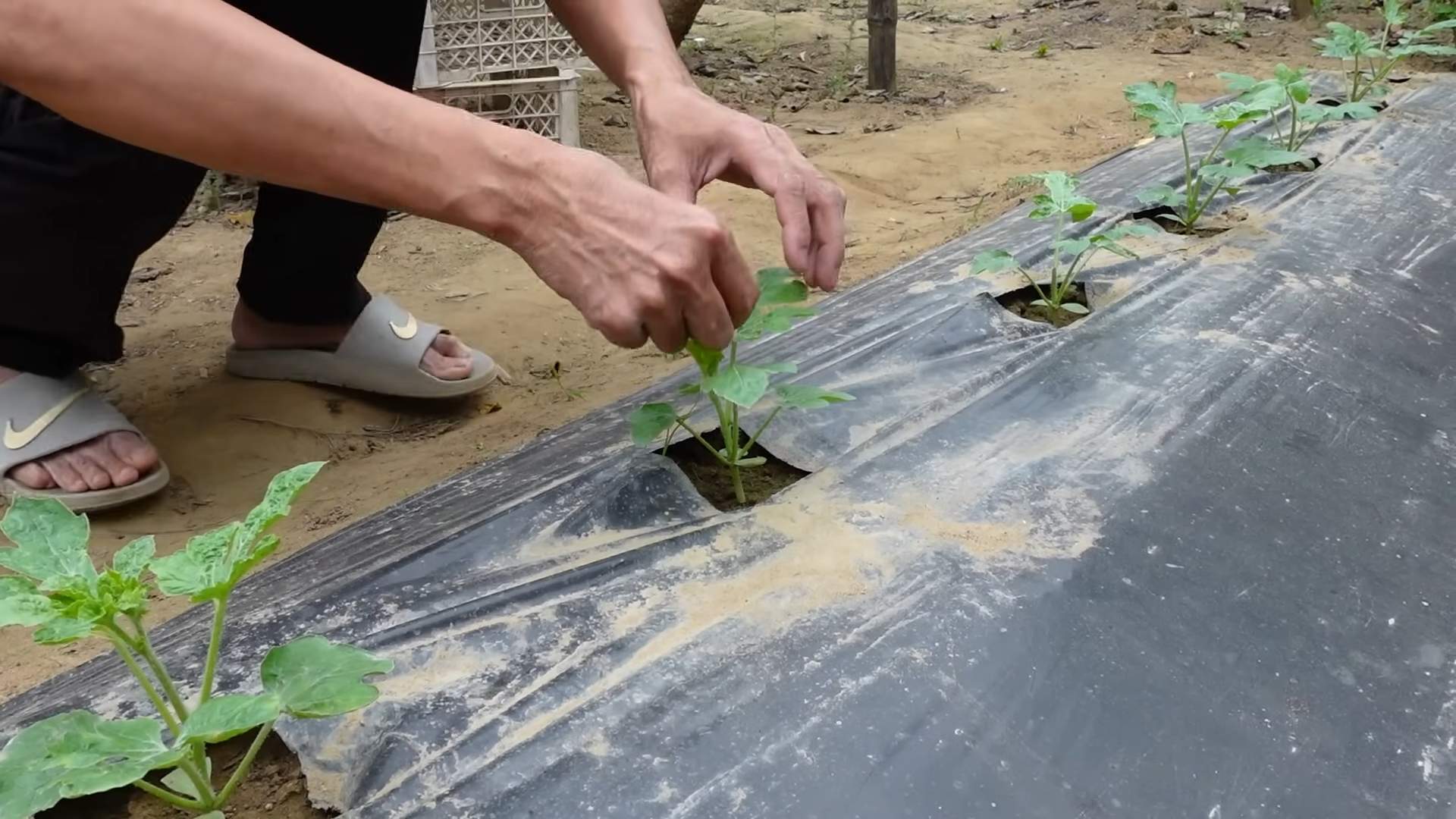 Grow Watermelon at Home